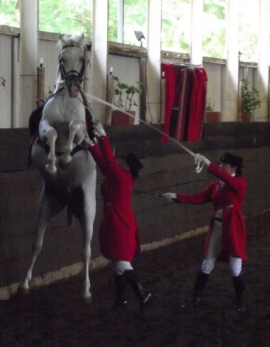 A stallion performing the courbette: a 'bunny hop' movement