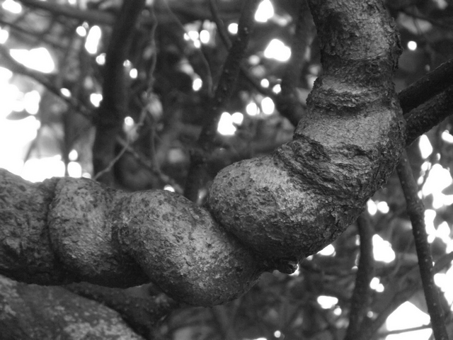 A twisted tree branch