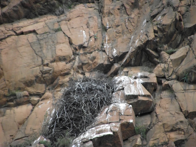 The messy nest of the black eagles