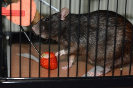 Flea now, also enjoying a strawberry