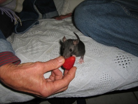 Flea when we first got her, enjoying a strawberry