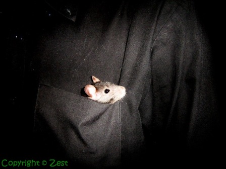 Baby Flea in Ninja's pocket