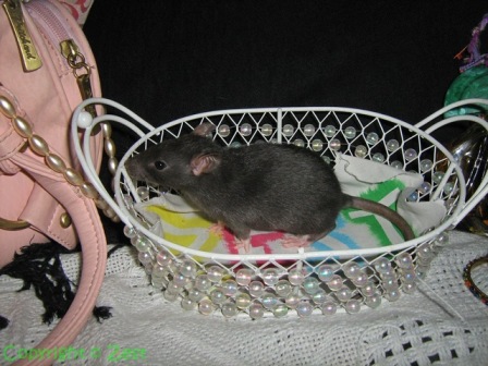 Young Flea in a basket