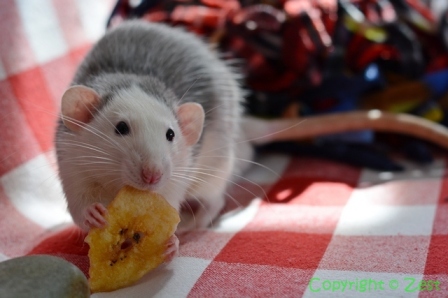 Mishka with a banana chippie