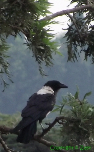 Pied crows 40_cr