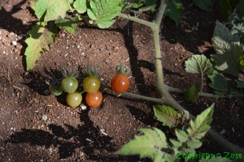 Tomatoes 4